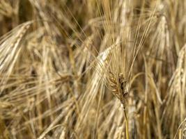 mature wheat spike macro photo