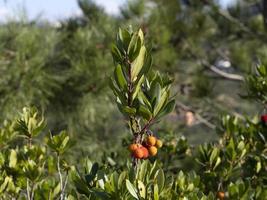 Strawberry fruit tree in Liguria, Italy photo