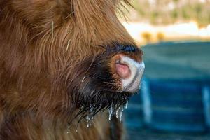Highlander scotland hairy cow frozen nose photo