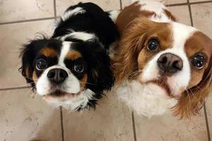 Cavalier king charles spaniel dog looking at you photo