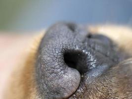 dog black nose close up detail english cocker spaniel photo