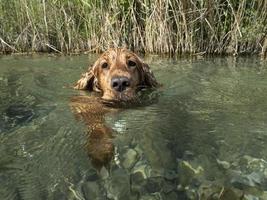 perro cocker spaniel nadando en el agua foto