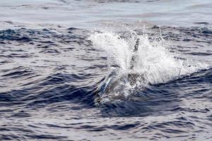 Risso Dolphin Grampus in Mediterranean photo