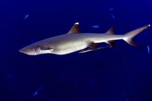 maldives white tip reef shark ready to attack underwater photo