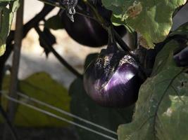 berenjena violeta fresca cosechada orgánica foto