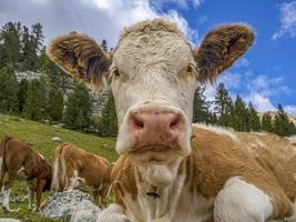 Cow relaxing in dolomites photo