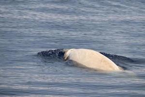 Retrato de primer plano de ballena picuda cuvier albino blanco foto