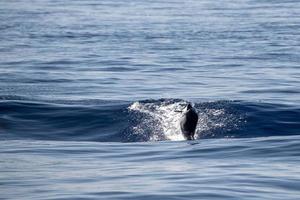 Dolphin while jumping in the sea at sunset photo