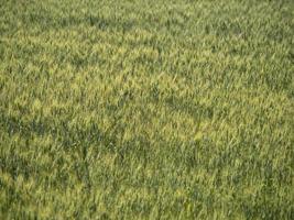 campo de trigo de Ucrania listo para cosechar foto