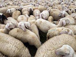 sheep flock in dolomites mountain photo