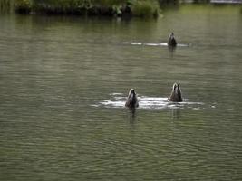 wild duck in the lake photo