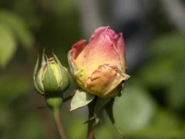 rose flower close up macro photo