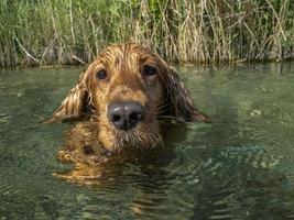 cocker spaniel dog swimming in the water photo