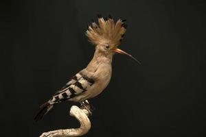 Stuffed upupa bird on display isolated on black photo