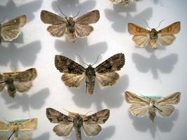 Many moth collection on display photo