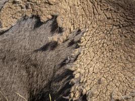European bison portrait in summer changing fur photo
