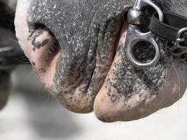 draft working horse close up detail photo