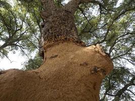 Cork tree bark detail close up Sardinia photo