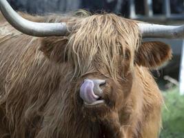 Highlander scotland hairy cow yak detail photo