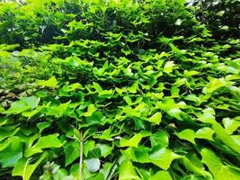 Ivy on medieval alley of Sant Ilario Genoa Italy photo