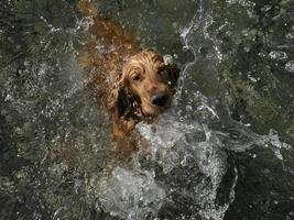 perro cocker spaniel nadando en el agua foto