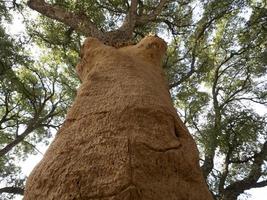 Cork tree bark detail close up Sardinia photo