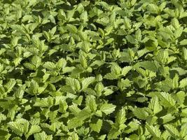 lemon balm plant flower close up photo