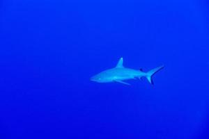 tiburón gris listo para atacar bajo el agua en el azul foto