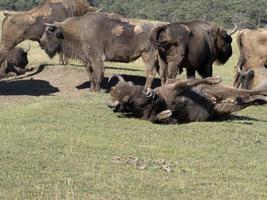 European bison portrait in summer photo