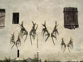 deer antlers on building wall photo