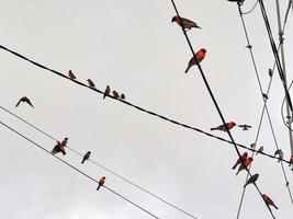 red birds on electric power lines photo