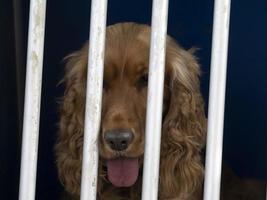 caged dog looking at you photo