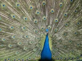 Cierre de detalle de pluma de pavo real de rueda abierta foto