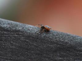 araña napoleón cerrar macro synema globosum foto