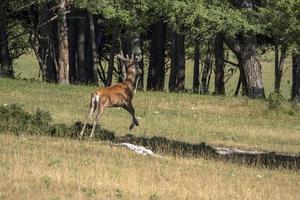 European deer portrait in summer photo