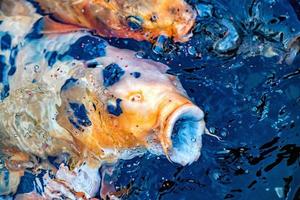 Koi carp open mouth while eating photo