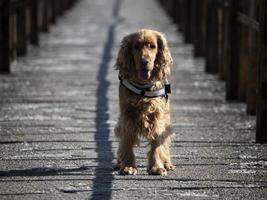 cocker corriendo hacia ti desde el puente del río foto