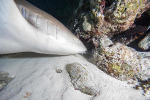 Nurse Shark close up on black at night photo