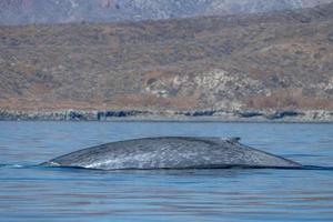 blue whale in loreto baja california endangered biggest animal in the world photo