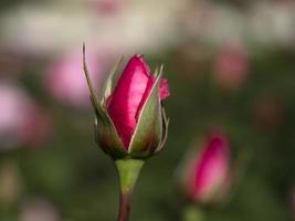 rose flower close up macro photo