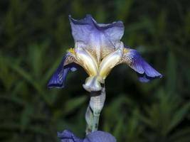 iris flower isolated close up macro photo