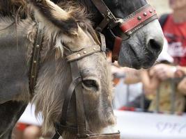 burro en el desfile de espectáculos de animales foto