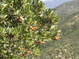 árbol frutal de fresa en liguria, italia foto