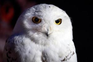 Snow white owl close up detail photo