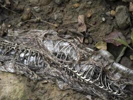 Snake dead body skeleton in a field photo