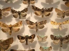 Many moth collection on display photo