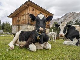 Cow relaxing in dolomites photo