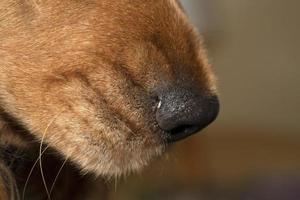 dog nose close up macro cocker spaniel photo