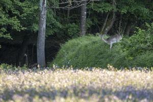 Fallow deer on green forest background photo