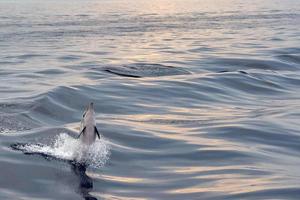 young newborn baby striped dolphin jumpin at sunset photo